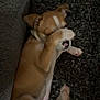 Chico is registered to the contest to win money with this photo: puppy, dog, lying_down, paw, carpet, indoor, pet, cute, brown, white, resting, shy, covering_face, cozy, floor, small_dog, fur, animal, relaxed, home