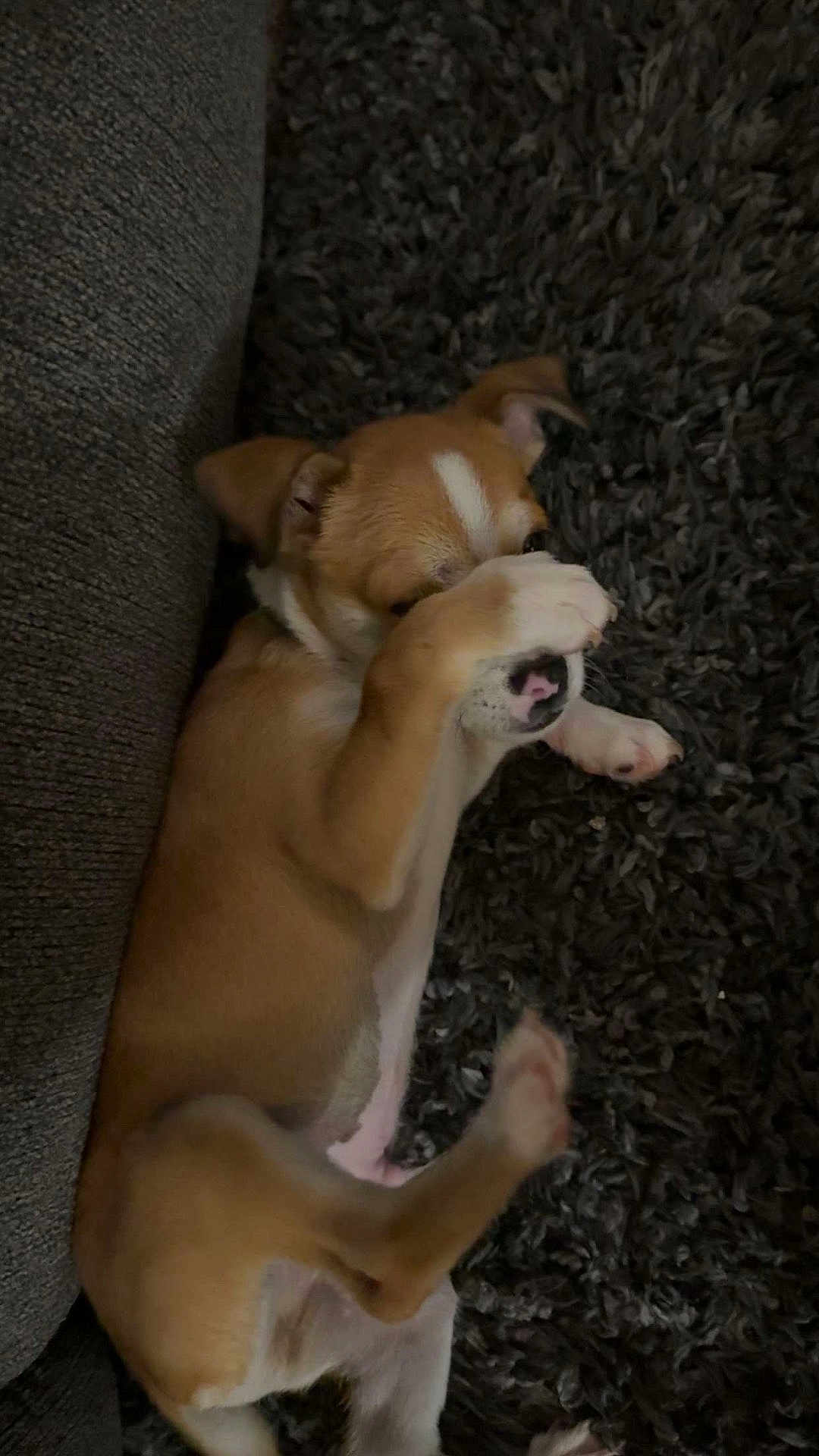 Chico is registered to the contest to win money with this photo: puppy, dog, lying_down, paw, carpet, indoor, pet, cute, brown, white, resting, shy, covering_face, cozy, floor, small_dog, fur, animal, relaxed, home