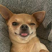 Gemma joined the competition — help win amazing prizes! dog, chihuahua, tongue_out, winking, pet, cute, close_up, animal, fur, ears, nose, whiskers, lying_down, blanket, cozy, playful, expression, domestic_animal, portrait, relaxed