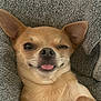 dog, chihuahua, tongue_out, winking, pet, cute, close_up, animal, fur, ears, nose, whiskers, lying_down, blanket, cozy, playful, expression, domestic_animal, portrait, relaxed