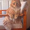 cat, orange_cat, fluffy, sitting, wooden_chair, indoor, furniture, pet, animal, feline, tail, paw, cute, domestic, cozy, relaxed, looking_at_camera, household, furry, portrait