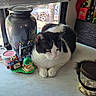 Tucker joined the competition — help win amazing prizes! cat, black_and_white, marble_countertop, lego, toy, jar, window, car, tree, indoor, table, relaxing, pet, feline, green_eyes, whiskers, household_items, decor, sunlight, cozy