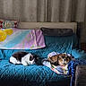 Tucker joined the competition — help win amazing prizes! cat, cats, sofa, couch, blanket, indoor, pet, feline, resting, sleeping, cozy, home, furniture, curtain, pillow, two_cats, tabby_cat, black_and_white_cat, quilting, relaxation