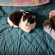 Tucker is registered to the contest to win money with this photo: cat, black_and_white, pet, animal, feline, cozy, blanket, quilted, indoor, resting, fur, cute, domestic_animal, looking_away, comfortable, home, soft, relaxed, pattern, colorful