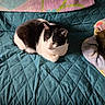cat, black_and_white, pet, animal, feline, cozy, blanket, quilted, indoor, resting, fur, cute, domestic_animal, looking_away, comfortable, home, soft, relaxed, pattern, colorful