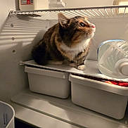 Pumpkin joined the competition — help win amazing prizes! cat, close_up, container, curious, domestic_animal, domestic_pet, feline, food_storage, fur, household, indoor, looking_up, pet, refrigerator, shelf, side_view, storage, tabby, water_bottle, white_paws