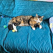 Pumpkin is registered to the contest to win money with this photo: animal, blue, cat, colorful, couch, cozy, cute, domestic_animal, feline, fur, indoor, lounging, pet, quilted, relaxed, resting, sleepy, tabby, toy, white_paws