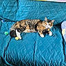 animal, blue, cat, colorful, couch, cozy, cute, domestic_animal, feline, fur, indoor, lounging, pet, quilted, relaxed, resting, sleepy, tabby, toy, white_paws