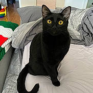 Romeo joined the competition — help win amazing prizes! black_cat, cat, pet, animal, indoor, bed, blanket, yellow_eyes, feline, fur, tail, ears, whiskers, curious, sitting, looking, cozy, home, comfort, domestic