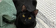 Romeo joined the competition — help win amazing prizes! black_cat, cat, yellow_eyes, towel, rug, tiles, floor, indoor, pet, animal, feline, curious, resting, texture, home, cozy, clean, closeup, portrait, domestic_animal