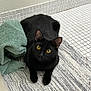 black_cat, cat, yellow_eyes, towel, rug, tiles, floor, indoor, pet, animal, feline, curious, resting, texture, home, cozy, clean, closeup, portrait, domestic_animal
