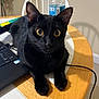 Romeo is registered to the contest to win money with this photo: black_cat, cat, pet, animal, table, laptop, water_bottle, indoor, curious, yellow_eyes, feline, wooden_table, domestic_cat, close_up, whiskers, ears, paws, technology, houseplant, chair