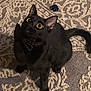 Romeo joined the competition — help win amazing prizes! black_cat, cat, bow_tie, pet, animal, curious, wide_eyes, indoor, carpet, patterned_rug, toy, feline, cute, domestic_animal, whiskers, tail, ears, sitting, looking_up, polka_dot