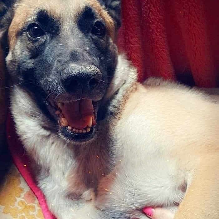 Rita participe au concours pour gagner de l'argent avec cette photo : animal, ball, blanket, bodypart, canine, cat, dog, football, germanshepherd, hound, husky, mouth, person, pet, puppy, snout, soccer, soccerball, sport, teeth