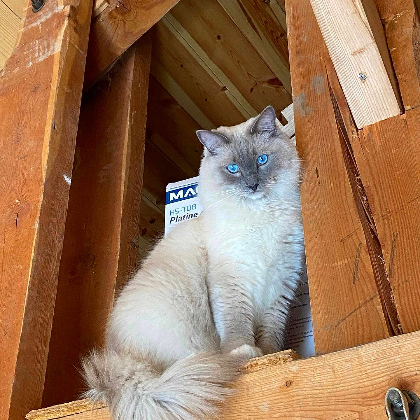 Tigris participe au concours pour gagner de l'argent avec cette photo : angora, animal, box, cat, hardwood, indoors, interiordesign, kitten, lumber, pet, plywood, siamese, stainedwood, wood, woodpanels