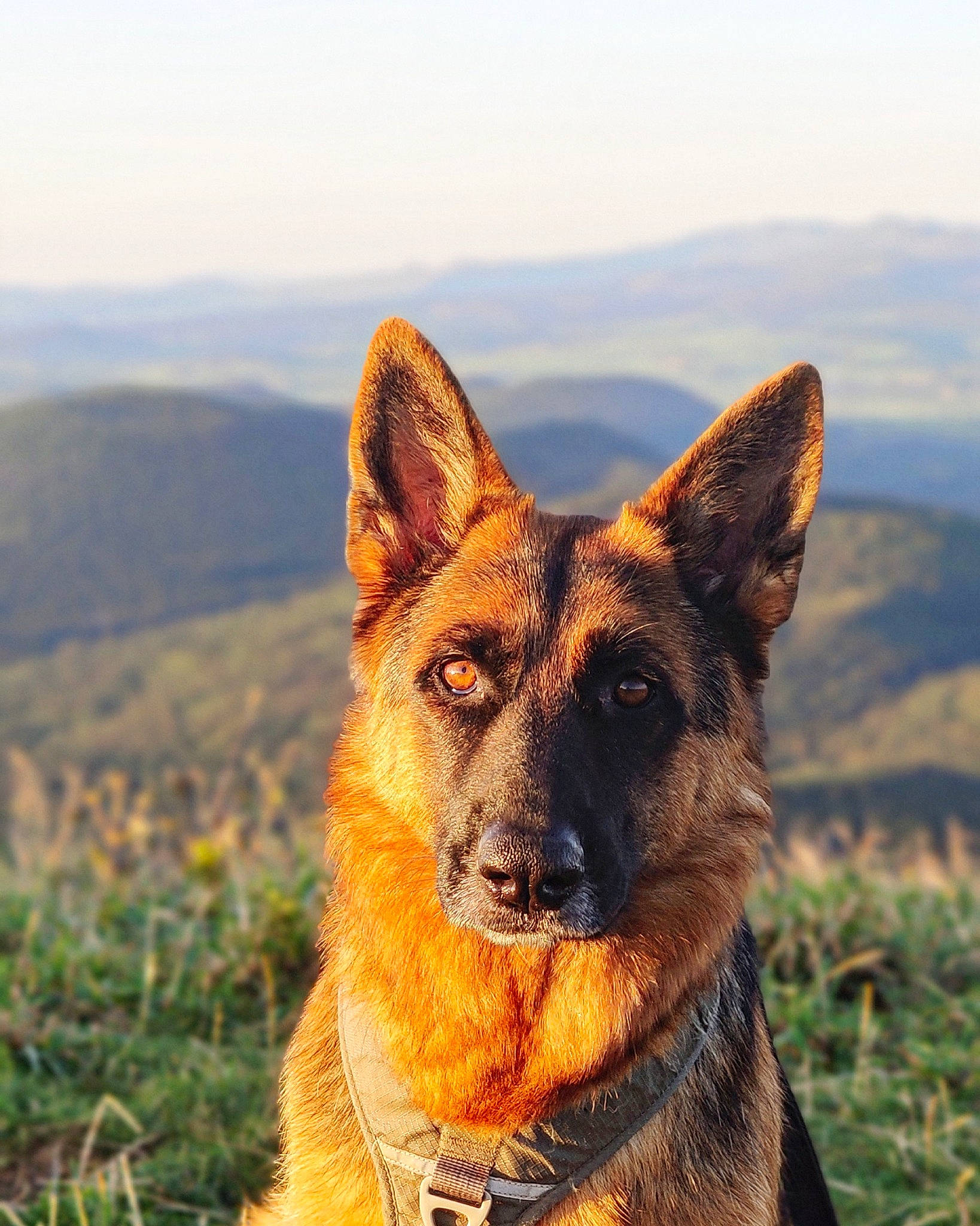 Promess a rejoint le concours — aidez-le/la à gagner de superbes lots ! carnivore, collar, dog, dog_breed, dog_hiking, fawn, german_shepherd_dog, grass, herding_dog, king_shepherd, landscape, mountain, old_german_shepherd_dog, plant, sky, snout, sporting_group, tree, whiskers, working_animal