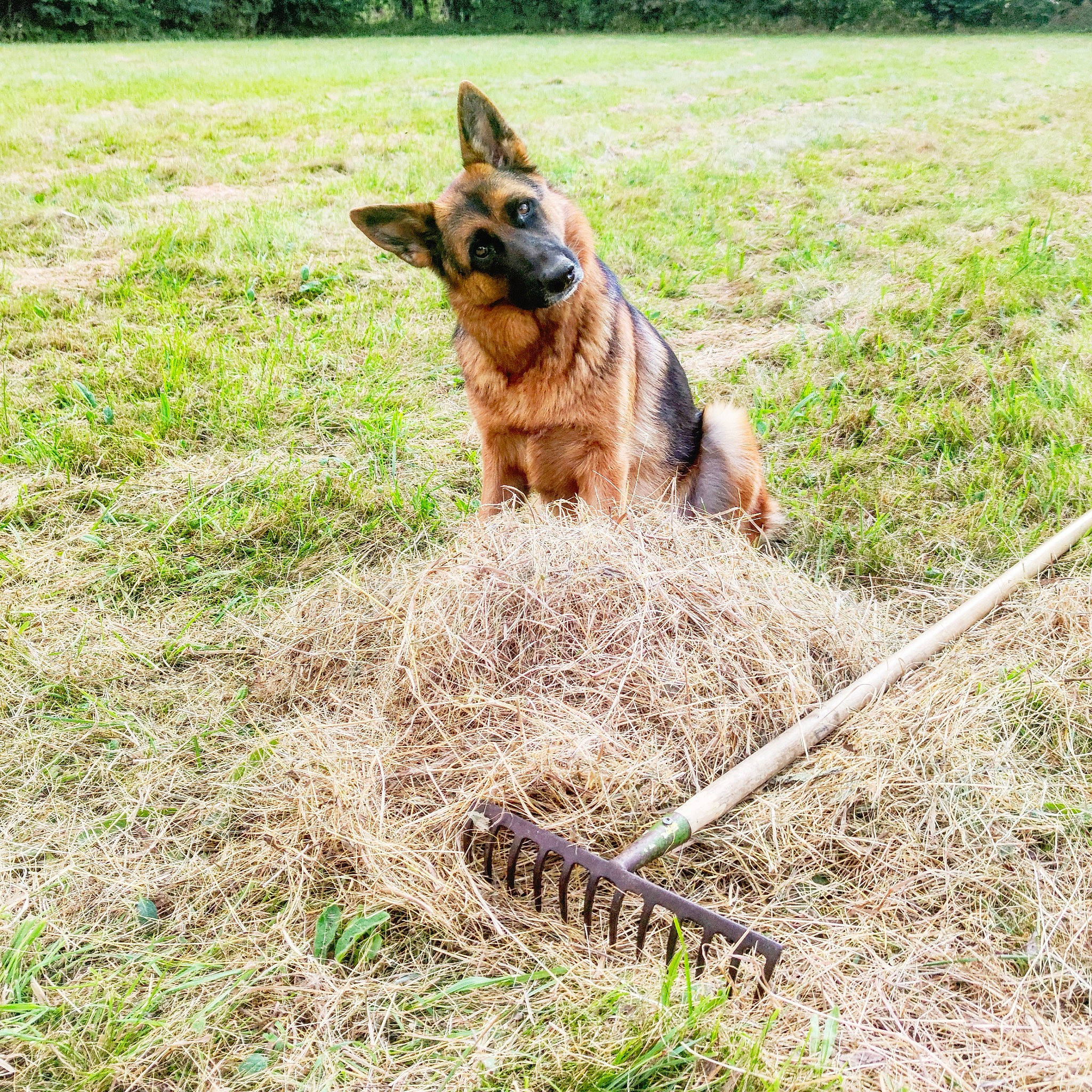 Promess a rejoint le concours — aidez-le/la à gagner de superbes lots ! carnivore, dog, dog_breed, east_european_shepherd, field, german_shepherd_dog, grass, grassland, guard_dog, herding_dog, old_german_shepherd_dog, pasture, plant, soil, sporting_group, terrestrial_animal, tree, vertebrate, working_animal, working_dog