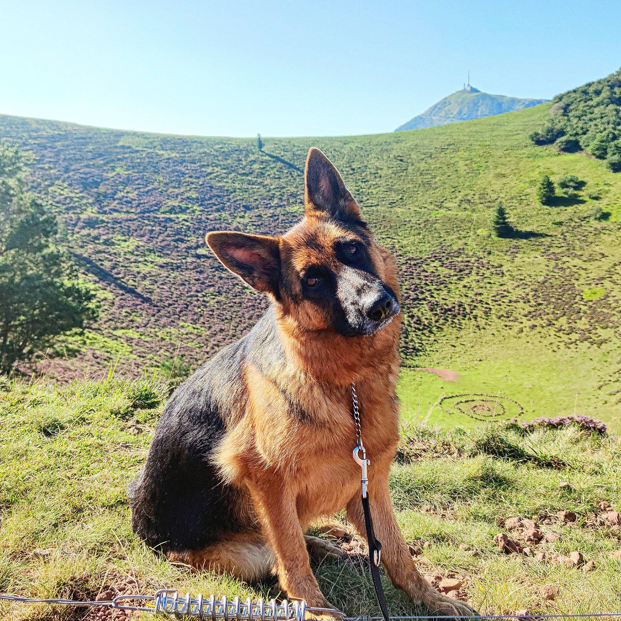 Promess a rejoint le concours — aidez-le/la à gagner de superbes lots ! canidae, carnivore, dog, dog_breed, east_european_shepherd, fawn, german_shepherd_dog, grass, grassland, herding_dog, king_shepherd, landscape, mountain, old_german_shepherd_dog, plant, sky, snout, sporting_group, wilderness, working_animal