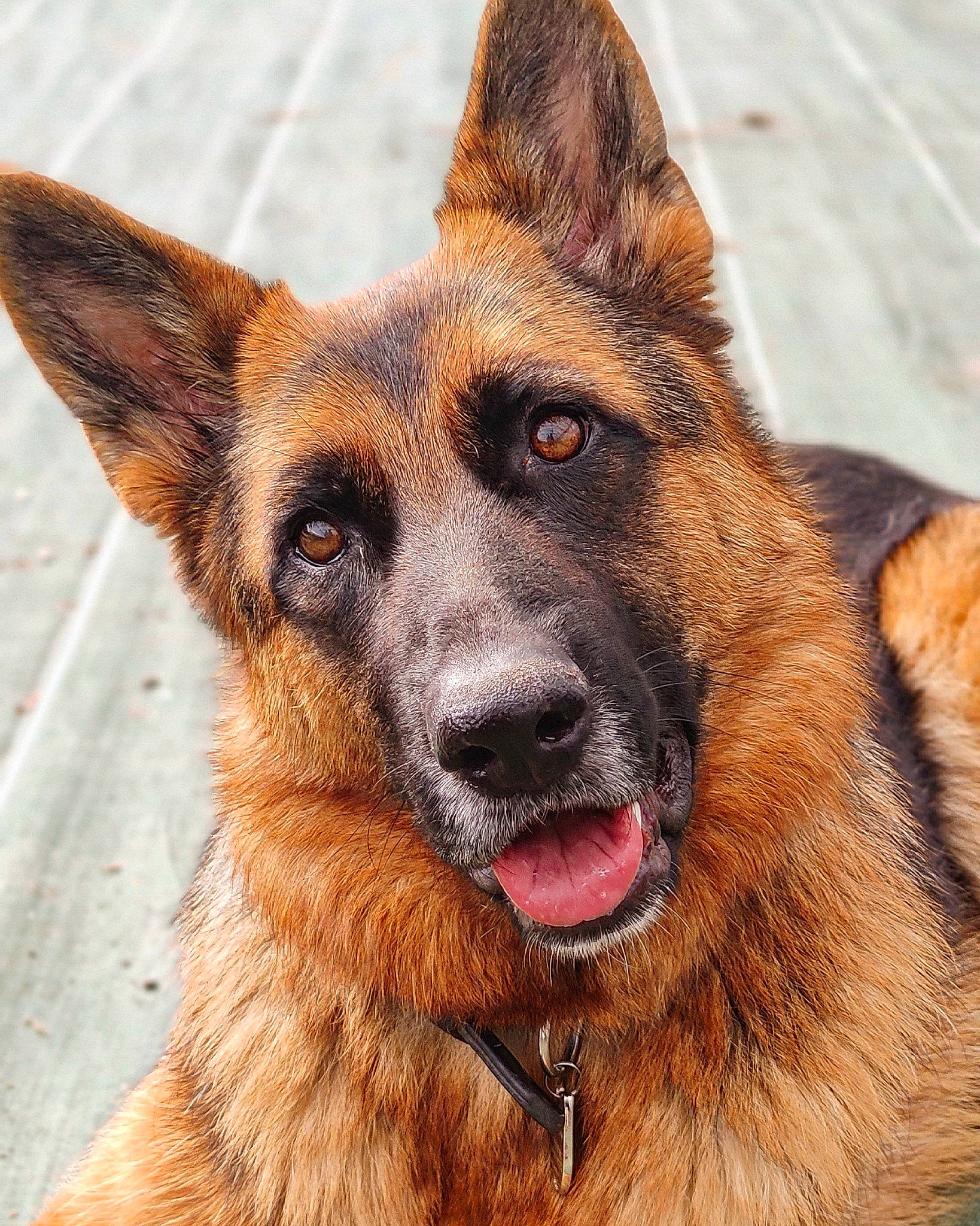 Promess a rejoint le concours — aidez-le/la à gagner de superbes lots ! canidae, carnivore, close_up, dog, dog_breed, east_european_shepherd, fawn, fur, german_shepherd_dog, herding_dog, king_shepherd, old_german_shepherd_dog, snout, sporting_group, terrestrial_animal, whiskers, wildlife, working_dog