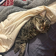 Zoe joined the competition — help win amazing prizes! cat, tabby, blanket, bed, cozy, fur, paws, resting, indoor, sleepy, pet, animal, cute, striped, comfort, relaxed, soft, warm, feline, domestic