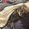 cat, tabby, blanket, bed, cozy, fur, paws, resting, indoor, sleepy, pet, animal, cute, striped, comfort, relaxed, soft, warm, feline, domestic