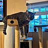 Zoe is registered to the contest to win money with this photo: cat, tabby_cat, cat_tree, indoor, window, blinds, television, furniture, pet, animal, relaxed, curious, hanging_paws, home, living_room, daylight, scratching_post, resting, domestic_cat, playful