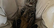 Zoe joined the competition — help win amazing prizes! cat, tabby, pet, animal, feline, relaxed, sitting, paws, indoor, cozy, chair, beige, fur, whiskers, ears, eyes, domestic, cute, comfort, home