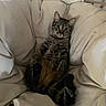 cat, tabby, pet, animal, feline, relaxed, sitting, paws, indoor, cozy, chair, beige, fur, whiskers, ears, eyes, domestic, cute, comfort, home
