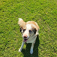 Poncho joined the competition — help win amazing prizes! blue_eyes, daytime, dog, fur, grass, happy_dog, lawn, looking_up, mixed_breed, nature, one_animal, outdoors, paws, pet, playful, shadow, sitting, smile, sunlight, tongue