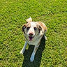 Poncho joined the competition — help win amazing prizes! blue_eyes, canine, cute, daylight, dog, fur, grass, happy_dog, lawn, looking_up, nose, outdoor, paws, pet, playful, shadow, sitting, smile, sunlight, tongue_out