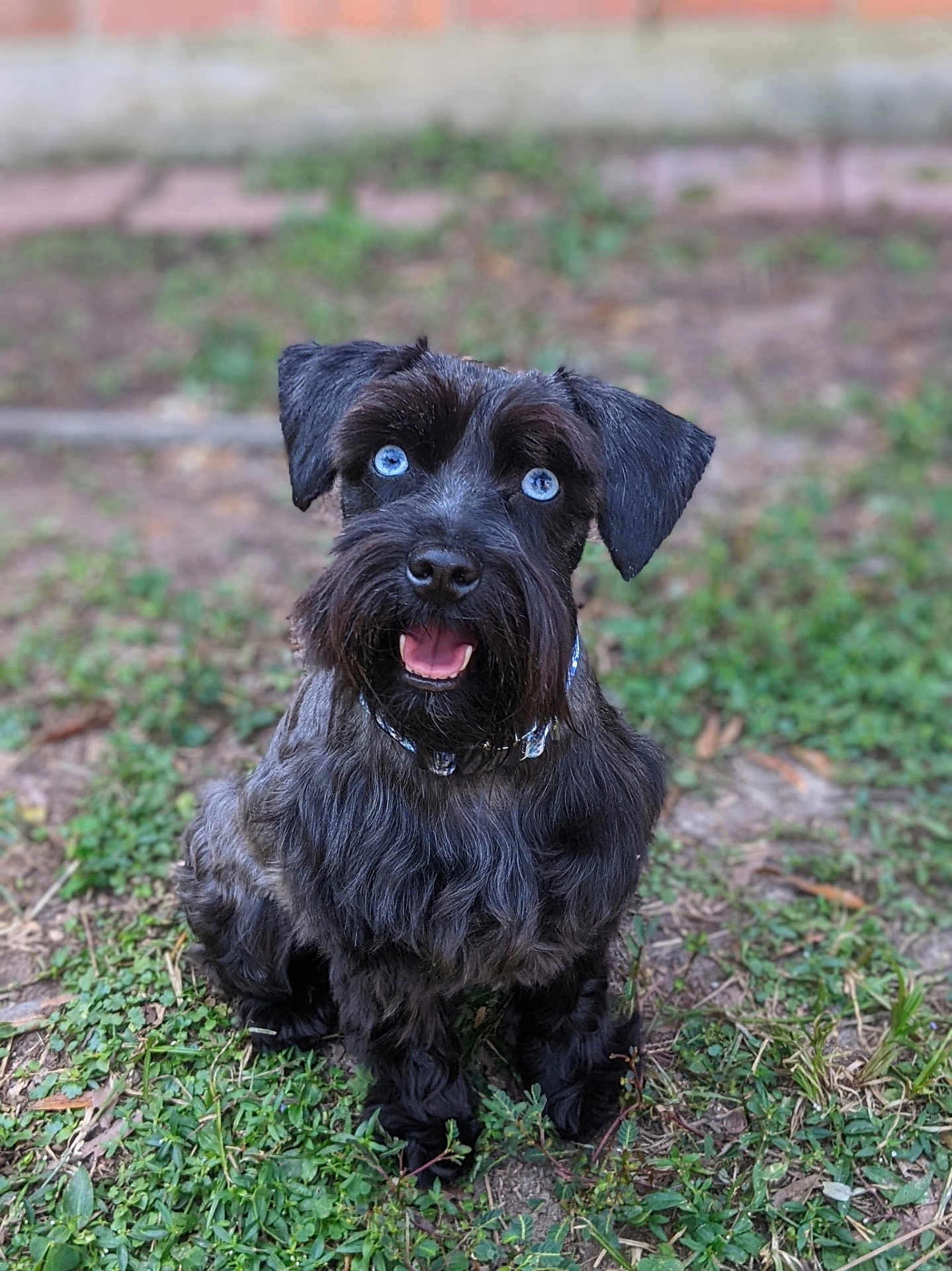 Binxy Blue is registered to the contest to win money with this photo: dog, pet, schnauzer, blue_eyes, black_fur, beard, tongue_out, collar, sitting, grass, outdoors, portrait, happy, closeup, nose, ears, whiskers, shallow_depth_of_field, bokeh, domestic_animal