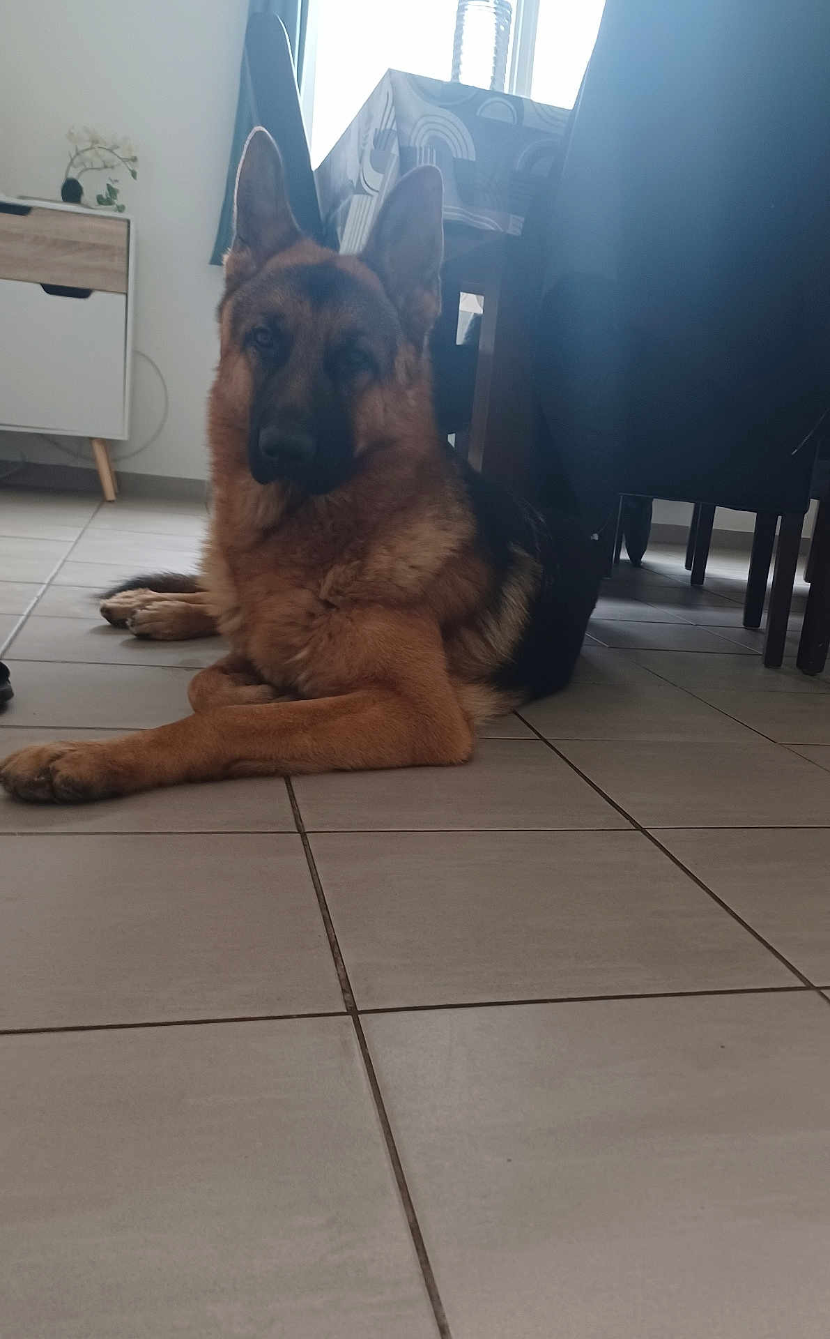 Pako participe au concours pour gagner de l'argent avec cette photo : german_shepherd, dog, indoor, floor, tile_floor, resting, pet, animal, canine, furniture, table, chair, window, natural_light, domestic, ears, fur, quiet, home, relaxing