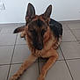Pako participe au concours pour gagner de l'argent avec cette photo : dog, german_shepherd, indoor, floor, tile, pet, animal, canine, lying_down, ears, fur, paw, tail, wall, electric_outlet, relaxed, companion, domestic, mammal, brown