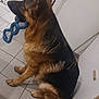 dog, german_shepherd, indoor, toy, blue_toy, floor, tiled_floor, pet, animal, sitting, side_view, cabinet, kitchen, brown, black, ears, tail, domestic, playing, household