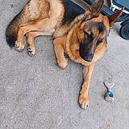 Pako participe au concours pour gagner de l'argent avec cette photo : dog, german_shepherd, animal, pet, lying_down, concrete_floor, toy, scooter, outdoor, fur, paw, ears, brown, black, canine, resting, domestic_animal, companion, sidewalk, quiet