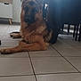 Pako a rejoint le concours — aidez-le/la à gagner de superbes lots ! german_shepherd, dog, indoor, floor, tile_floor, resting, pet, animal, canine, furniture, table, chair, window, natural_light, domestic, ears, fur, quiet, home, relaxing