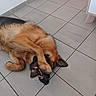 black, brown, cabinet, candid, close_up, dog, door, fur, german_shepherd, home_interior, indoor, lying_down, paw, pet, playful, playful_bite, rolling, teeth, tile_floor, tongue