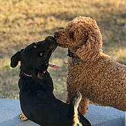 Freya joined the competition — help win amazing prizes! dog, black_dog, curly_dog, outdoor, nature, collar, pet, animal, nose_touch, affection, fur, grass, sunlight, friendship, canine, playful, companions, closeup, daylight, cute