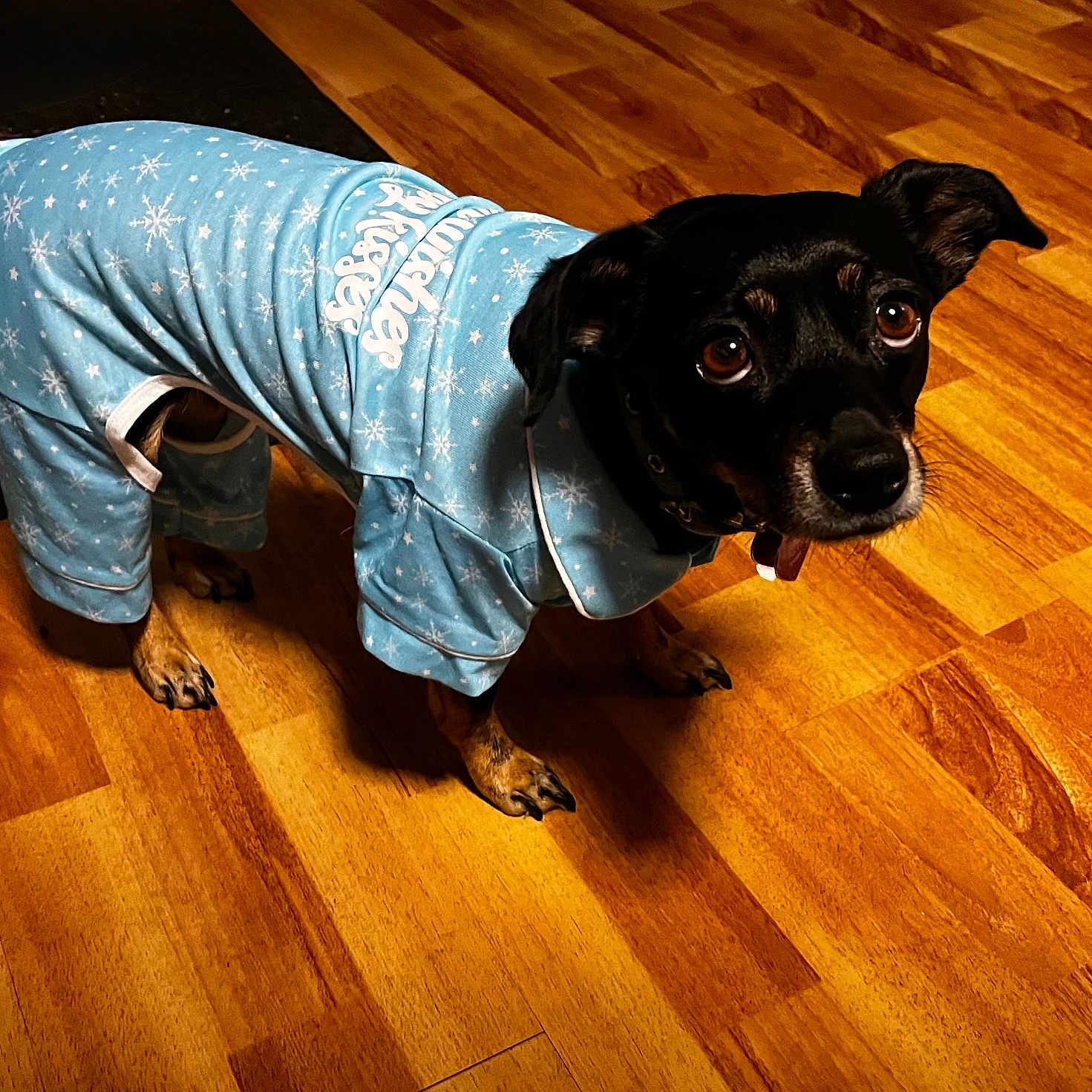 Freya joined the competition — help win amazing prizes! dog, pet, animal, clothing, blue_onesie, snowflake_pattern, wooden_floor, indoor, small_dog, looking_up, brown_paws, black_fur, cute, cozy, domestic, companion, ears_up, flooring, standing, collar