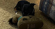Freya joined the competition — help win amazing prizes! animal, black_dog, carpet, couch, cozy, dog, domestic, floor, furniture, home, indoor, living_room, pet, playful, plush_toy, resting, small_dog, sniffing, toy, wooden_furniture