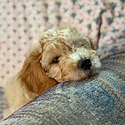 Raylee joined the competition — help win amazing prizes! puppy, dog, fluffy, couch, resting, closeup, indoor, pet, cute, sleepy, texture, fabric, homedecor, background, animal, soft, curious, light, cozy, portrait