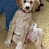 Raylee is registered to the contest to win money with this photo: puppy, dog, curly_fur, sitting, carpet, indoor, pet, cute, young_dog, collar, tan_color, white_fur, person, legs, blue_jeans, sneakers, looking_at_camera, close_up, domestic_animal, companion