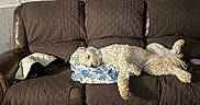 Raylee joined the competition — help win amazing prizes! dog, couch, blanket, nap, sleeping, brown, leather, quilted_cover, indoor, cozy, pet, fur, small_dog, curly_fur, relaxing, furniture, window_blinds, wood_paneling, home, resting