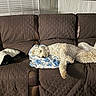 blanket, brown, couch, cozy, curly_fur, dog, fur, furniture, home, indoor, leather, nap, pet, quilted_cover, relaxing, resting, sleeping, small_dog, window_blinds, wood_paneling