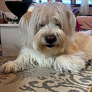 Oro joined the competition — help win amazing prizes! carpet, curtain, cute, decor, dog, fluffy, fur, indoor, living_room, long_hair, mischievous, nose, paw, pet, portrait, relaxing, resting, small_dog, white_dog, window