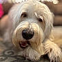 Oro joined the competition — help win amazing prizes! dog, white_dog, fluffy, pet, lying_down, carpet, indoor, close_up, paw, fur, animal, cute, relaxed, mouth_open, home, companion, canine, friendly, portrait, blurred_background