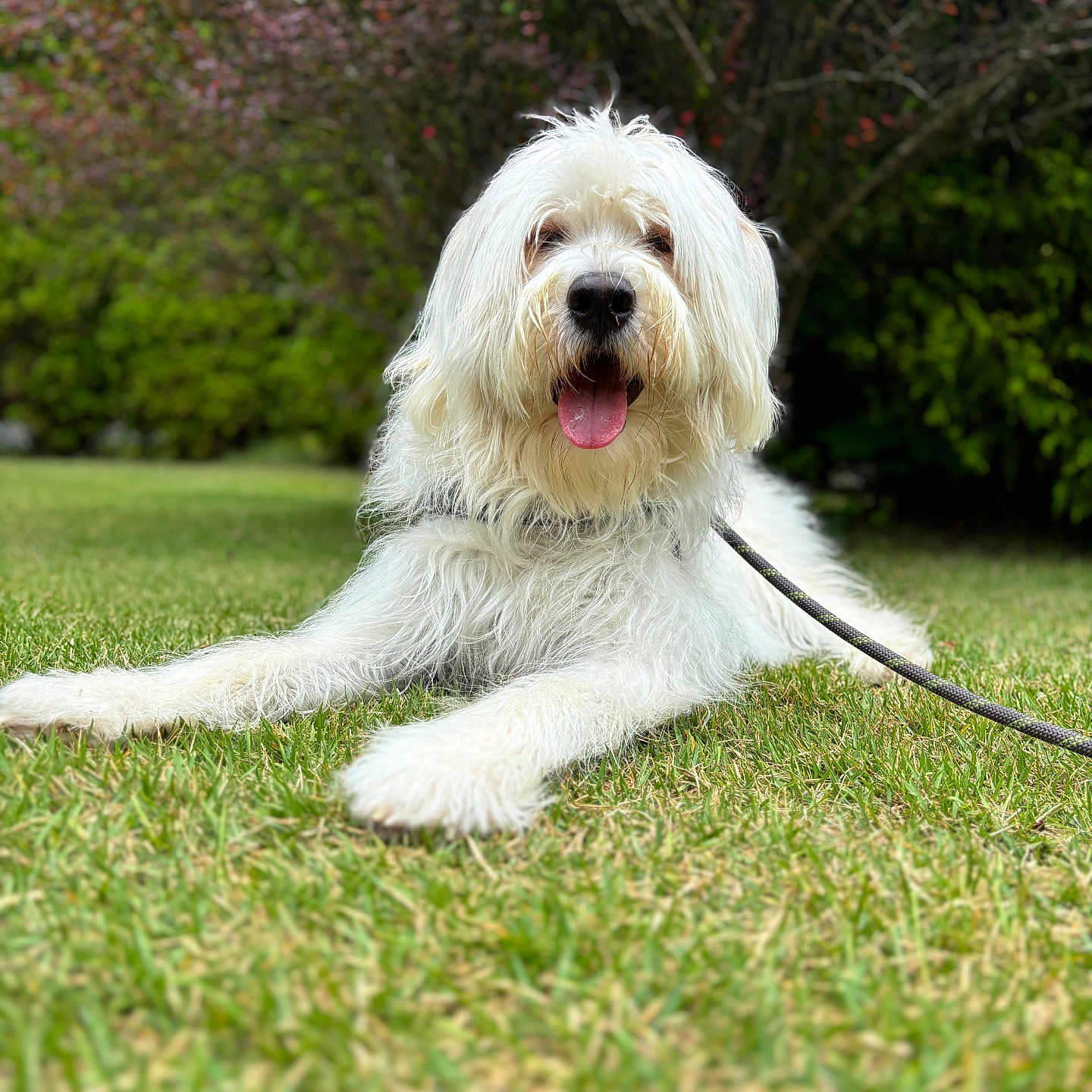 Oro joined the competition — help win amazing prizes! animal, blurred_background, canine, cute, dog, fluffy, garden, grass, greenery, happy, leash, mammal, nature, outdoor, pet, playful, relaxing, summer, tongue_out, white_dog