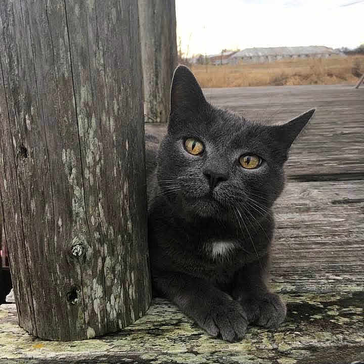 Smokey is registered to the contest to win money with this photo: animal, background, cat, close_up, curious, daylight, deck, feline, field, gray_cat, nature, outdoor, pet, quiet, resting, rustic, whiskers, wood_texture, wooden_post, yellow_eyes