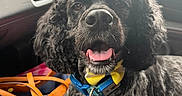 Cash joined the competition — help win amazing prizes! dog, black_dog, curly_fur, bowtie, pet, car_interior, tongue_out, happy, collar, seat, window, leather_seat, accessories, dog_face, close_up, indoor, cute, animal, companion, travel