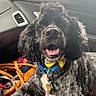 dog, black_dog, curly_fur, bowtie, pet, car_interior, tongue_out, happy, collar, seat, window, leather_seat, accessories, dog_face, close_up, indoor, cute, animal, companion, travel